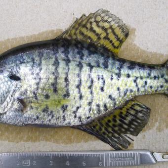 Black Crappie.