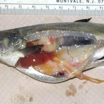 Chinook salmon with inflamed kidney due to BKD.