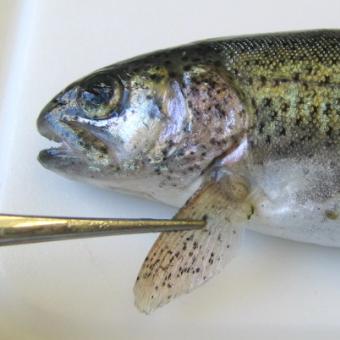 Black spots on fin are trematode metacercaria.