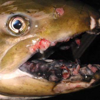 Tumors on lips of adult spring Chinook salmon.