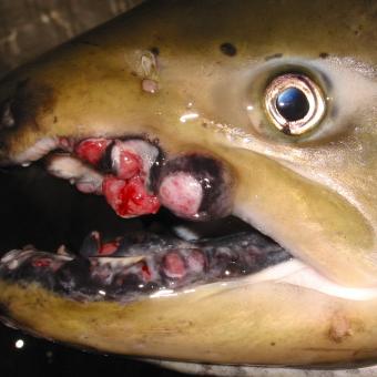 Tumors on lips of adult spring Chinook salmon.