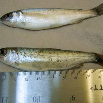 Trematode metacercariae forming dark bumps in skin of coho salmon.