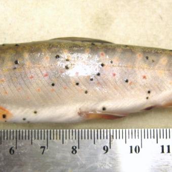 Fish infected with Neascus (spots).