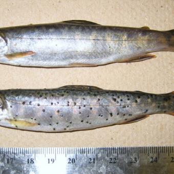 Comparison of normal fish (top) and fish infected with Neascus (bottom - spots).