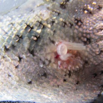 Sealice feeding on skin of trout.