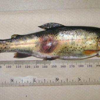 Bacterial lesion on side of trout.