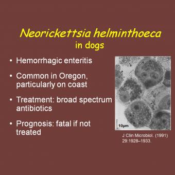 neorickettsia helminthoeca tratament