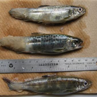 Fungal infections in tails of trout.