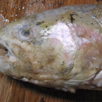 Severe fungal infection in skin of steelhead.