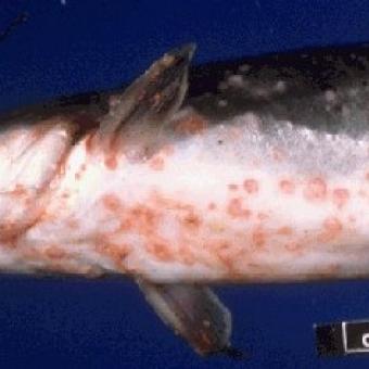 Clinical signs of channel catfish virus