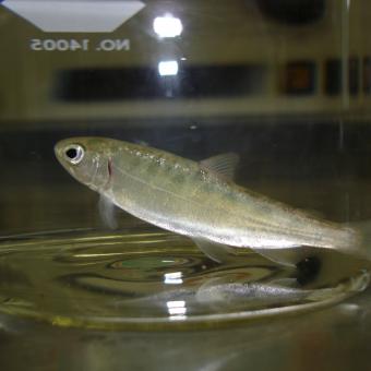 Juvenile rainbow trout