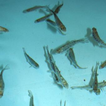 Healthy, juvenile rainbow trout