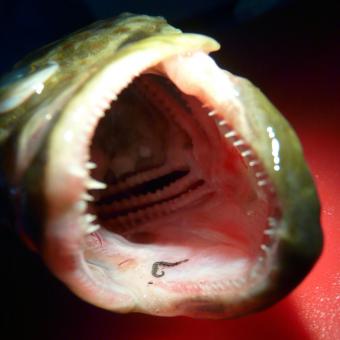 Zeylanicobdella arugamensis leech in mouth of cod.
