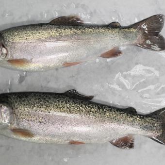 FishPathogens_RainbowTrout_IMG_0009