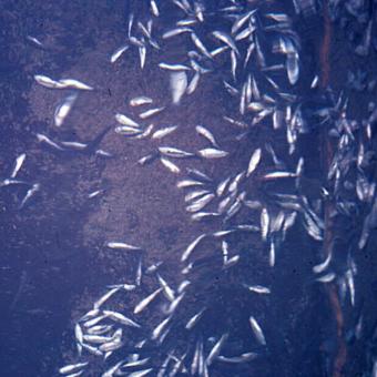 Fish mortality event caused by IHN virus