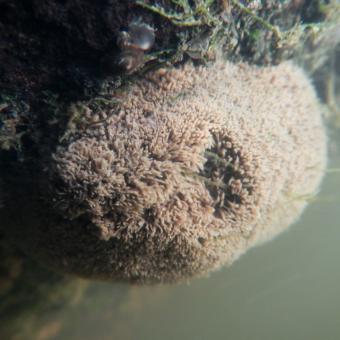 Cluster of tubes of Manayunkia polychaete worms.