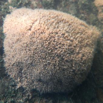 Cluster of tubes of Manayunkia polychaete worms.