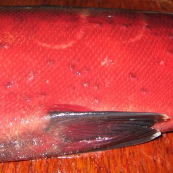 Skin of fish showing several puckered scales, resulting from development of Myxobolus squamalis cysts in the scale pockets.