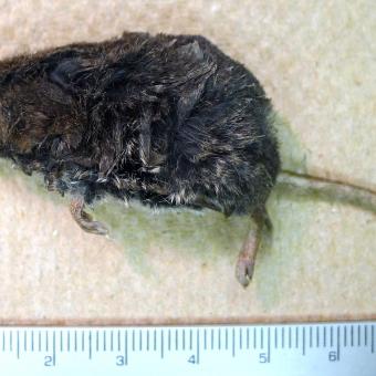 Shrew found in Corvallis, Oregon.