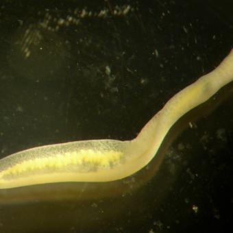 Clinostomum metacercaria after emerging from the fish host.