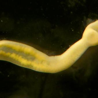 Clinostomum metacercaria after emerging from the fish host.