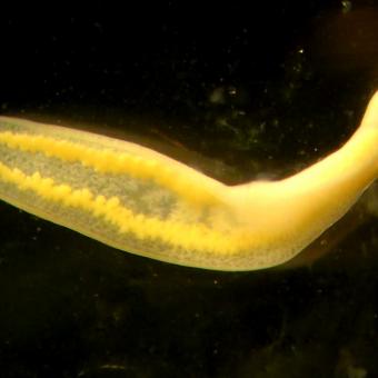 Clinostomum metacercaria after emerging from the fish host.