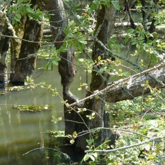 Beaver modification of Dunawi Creek.