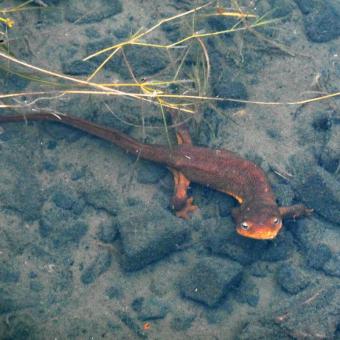 Rough-skinned newt