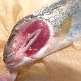 Dissected steelhead trout showing glochidia attached to gills (white spots)