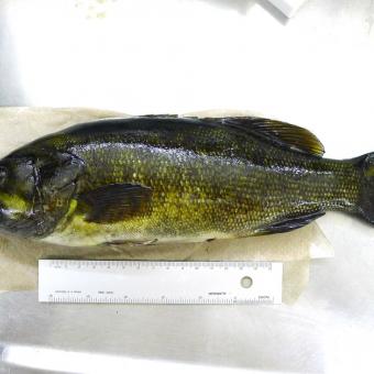 Smallmouth bass