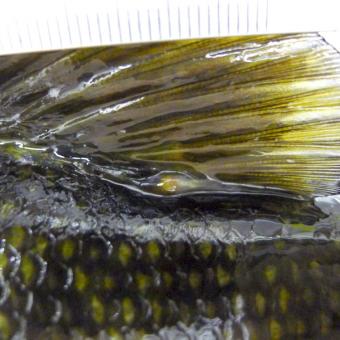 Yellow grub at base of dorsal fin of smallmouth bass.