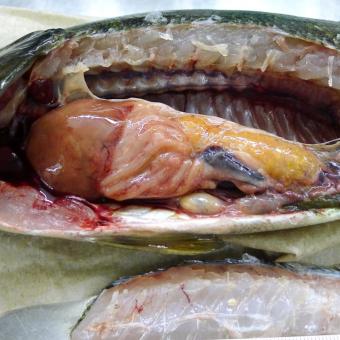 Dissected smallmouth bass. Yellow organ is ovary full of eggs.