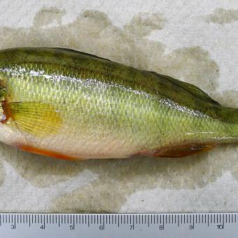 Normal looking yellow perch.