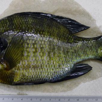 Normal looking bluegill.