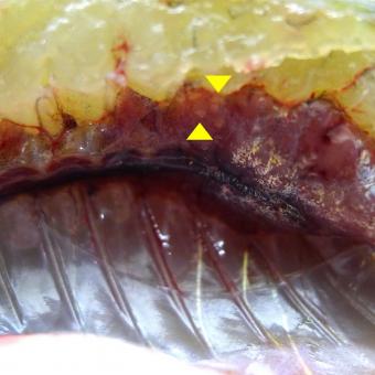 Bluegill with trematode metacercaria (arrowed) in its kidney.