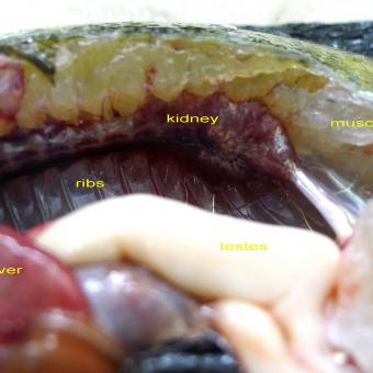 Dissected bluegill with some of the main organs annotated.