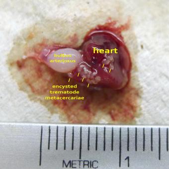 Bluegill heart with white trematode metacercariae (annotated).