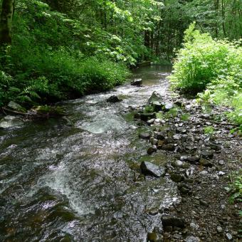 Cogswell Creek looking downstream to hatchery intake structure.