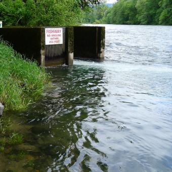 McKenzie River immediately downstream of hatchery outflow.