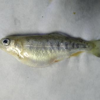 Juvenile rainbow trout with swollen belly.