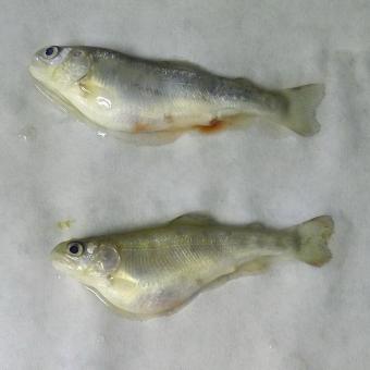 Juvenile rainbow trout showing signs of C. shasta infection.