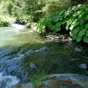 Indian Creek at Doolittle Creek bridge