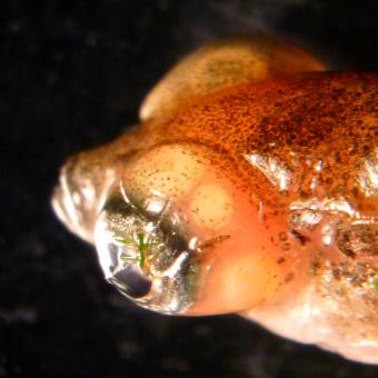 Metacercariae behind eyes of threespine stickleback.