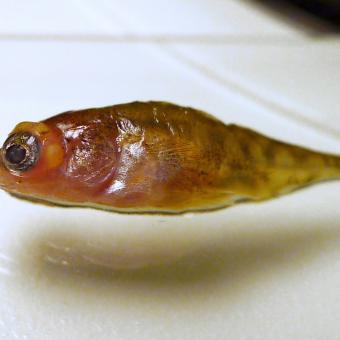 Stickleback with eyes grossly distended due to metacercariae.