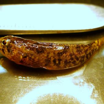 Sculpin from Dunawi Creek