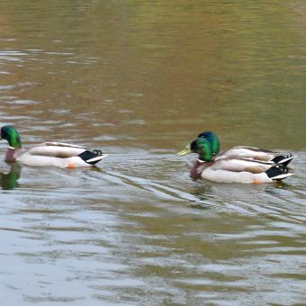 Male mallard ducks