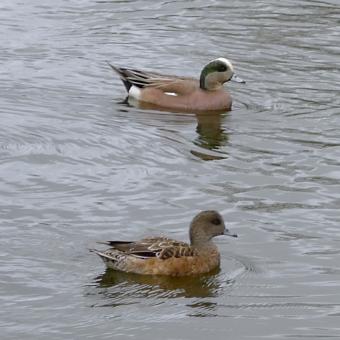 Male and female American wigeons