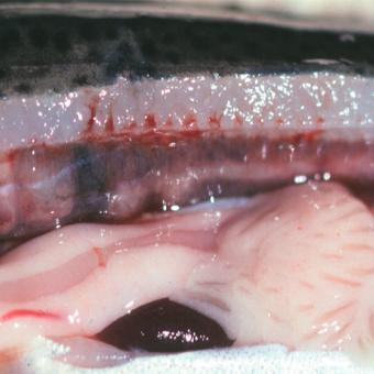 Fish kidney showing white lesions caused by renibacterium.