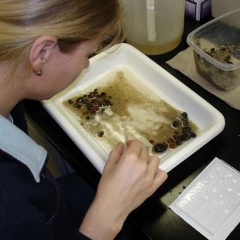 Picking Tubifex worms from sediment by hand.