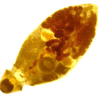 Adult trematode filled with eggs.